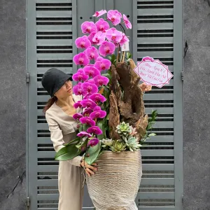 Chậu Lan Hồ Điệp Khủng Long Tím Mix Sen Đá Ghép Gỗ Lũa – Lời Tri Ân Sâu Sắc