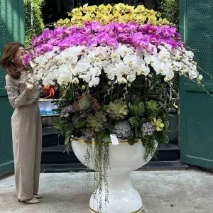 Chậu Lan Hồ Điệp 60 Cành Mix Hoa Sen Đá Siêu To Khổng Lồ