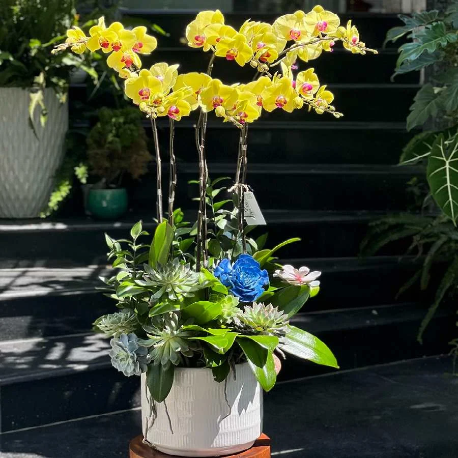 Bình Lan Hồ Điệp Mini Hoa Sen Đá Decor Màu Vàng Rực Rỡ