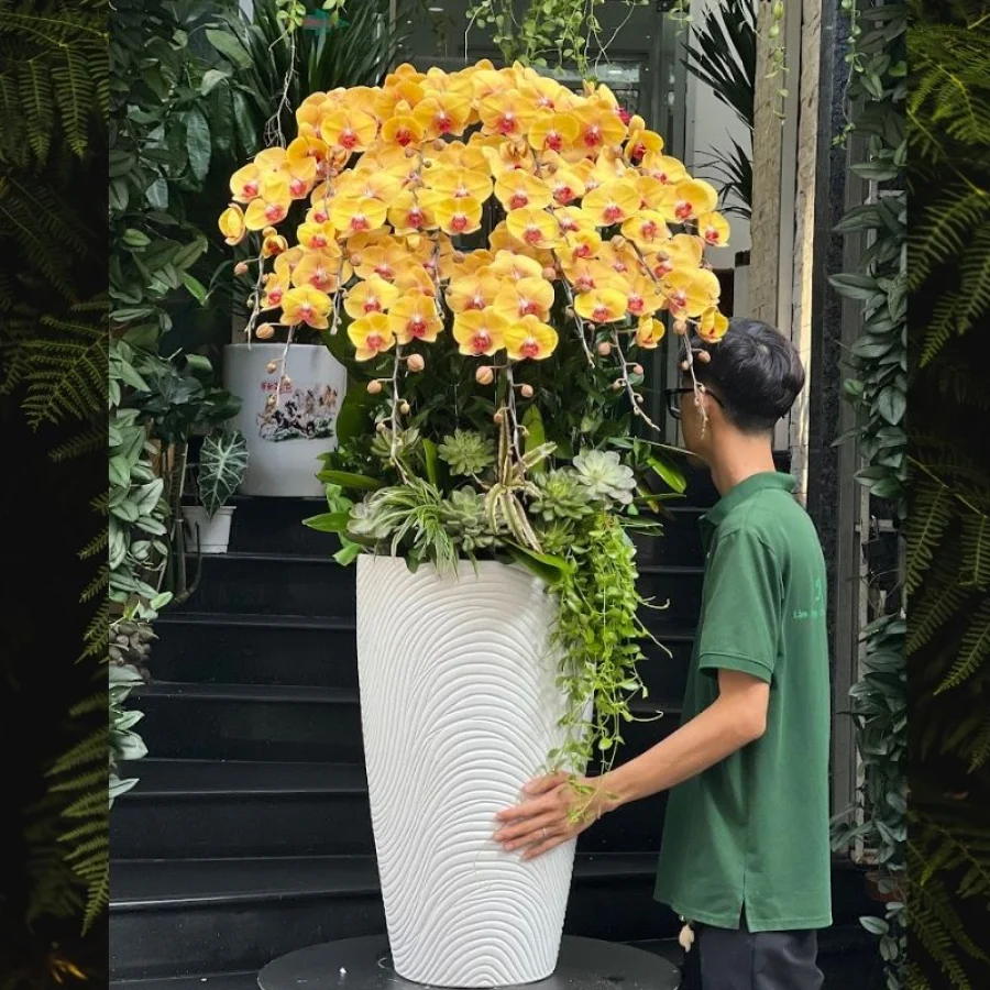 Chậu Lan Hồ Điệp Vàng 15 Cành Trồng Với Sen Đá – Quà Mừng Khai Trương Độc Lạ