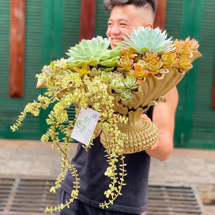 Hoa Chưng Tết “Hoa Sen Đá” Đẹp-Độc-Lạ Nhất Sài Gòn