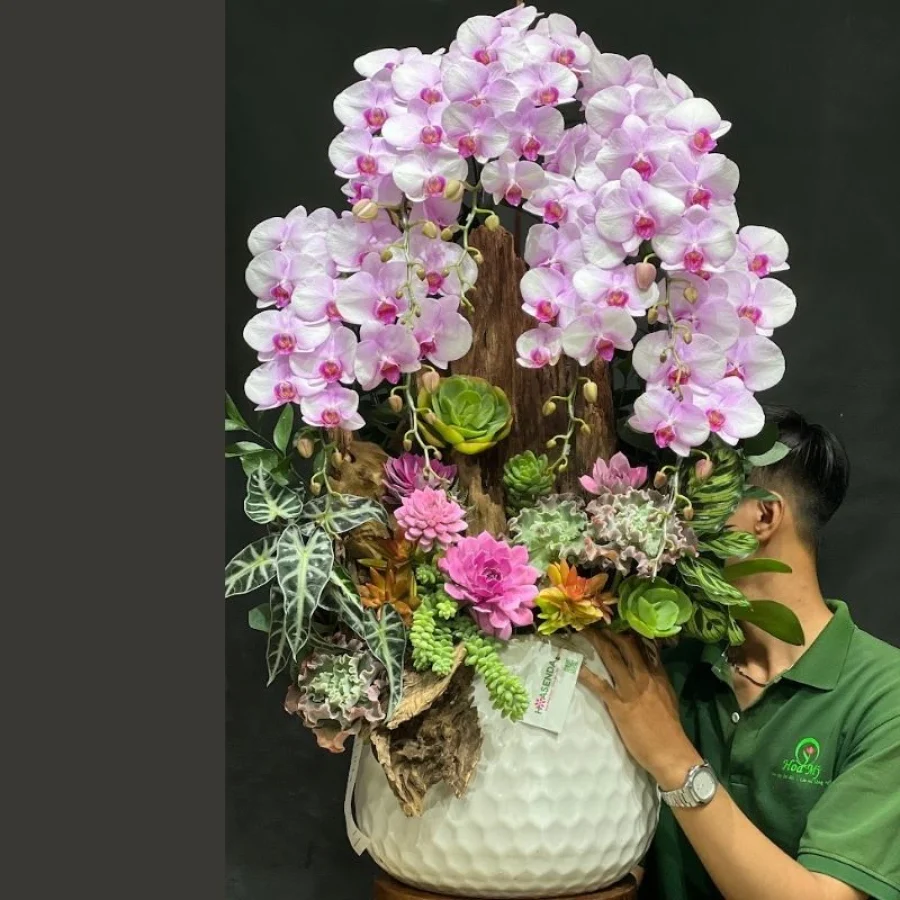 Bình Hoa Lan Hồ Điệp Nhụy Hồng Để Bàn: Mách Bạn Các Mẫu Hoa Hồ Điệp Được Yêu Thích Nhất Hiện Nay