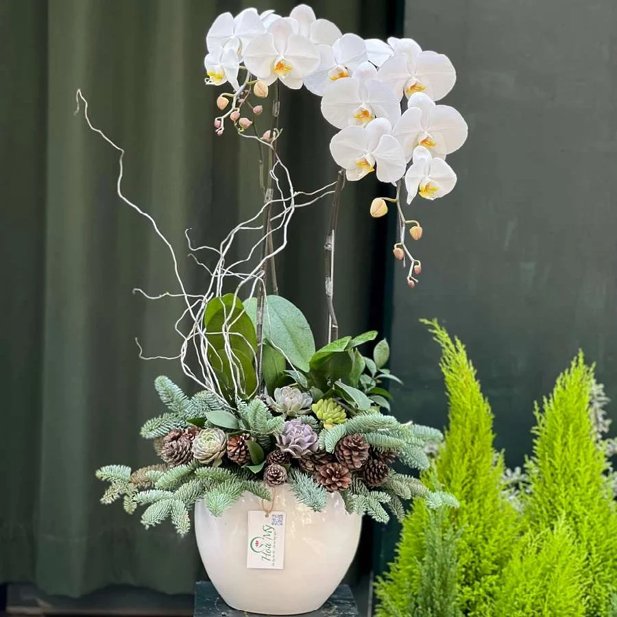 Quà Tặng Giáng Sinh Ý Nghĩa-Lan Hồ Điệp Mix Sen Đá