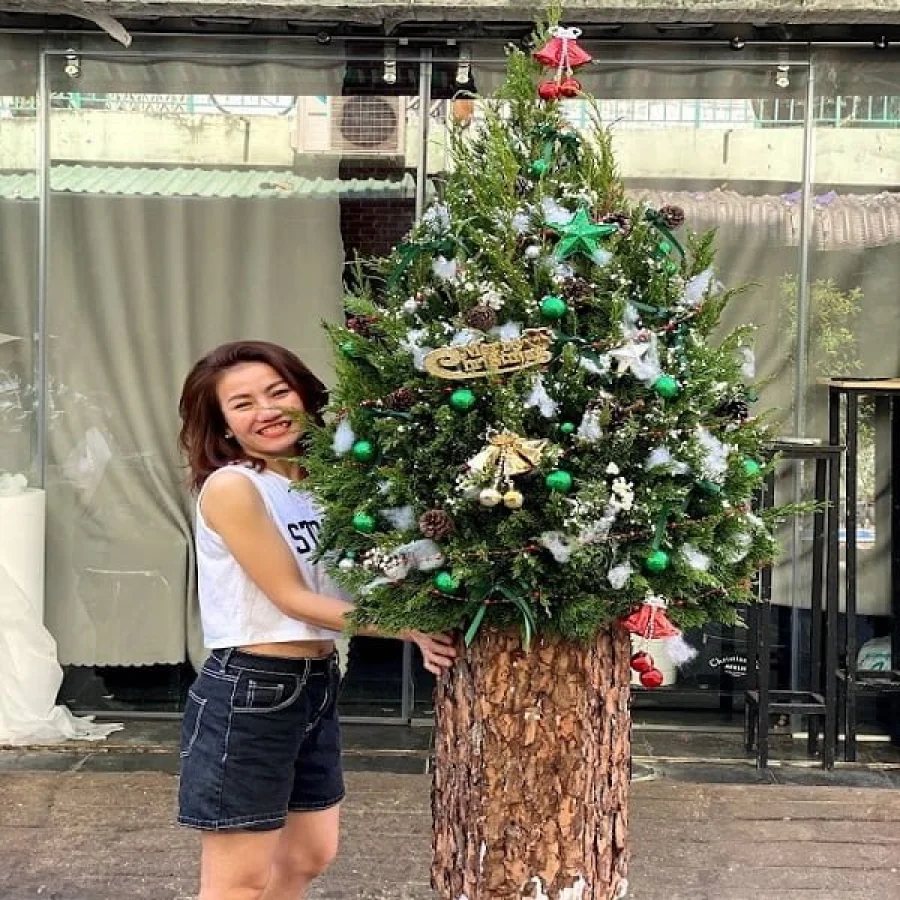 Cây Thông Thật Cao 1,6m, Cây Sơn Tùng Noel Khổng Lồ