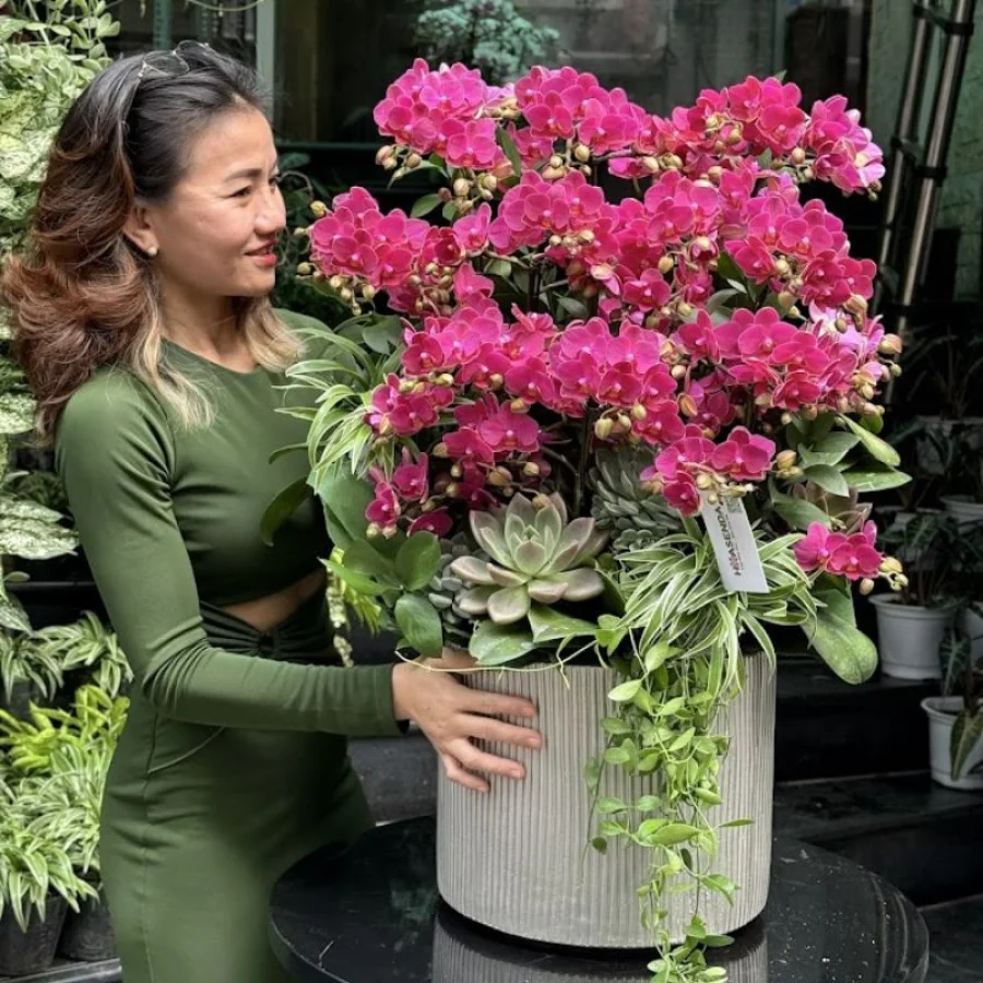Chậu Lan Hồ Điệp Mini Hồng Phát Mix Sen Đá Để Bàn