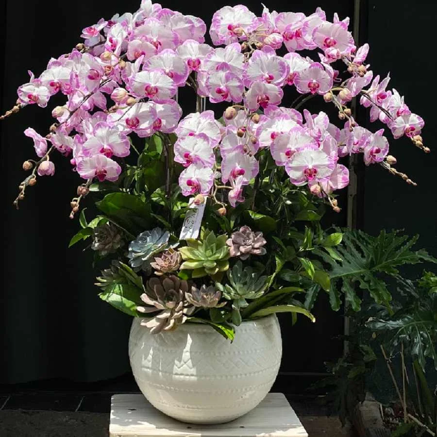Giá Lan Hồ Điệp Và Hoa Sen Đá Decor Bao Nhiêu?
