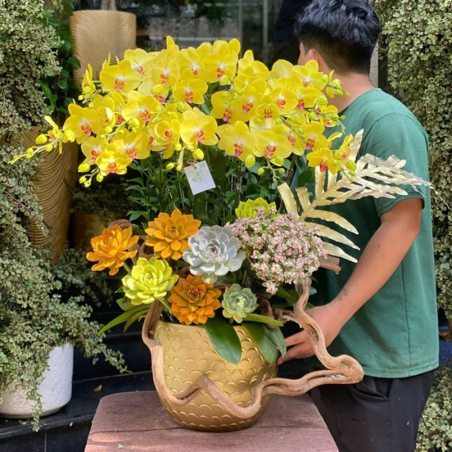 Chậu Lan Hồ Điệp Màu Vàng Ghép Sen Đá Vàng – Hoa Khai Trương, Sinh Nhật Ý Nghĩa May Mắn