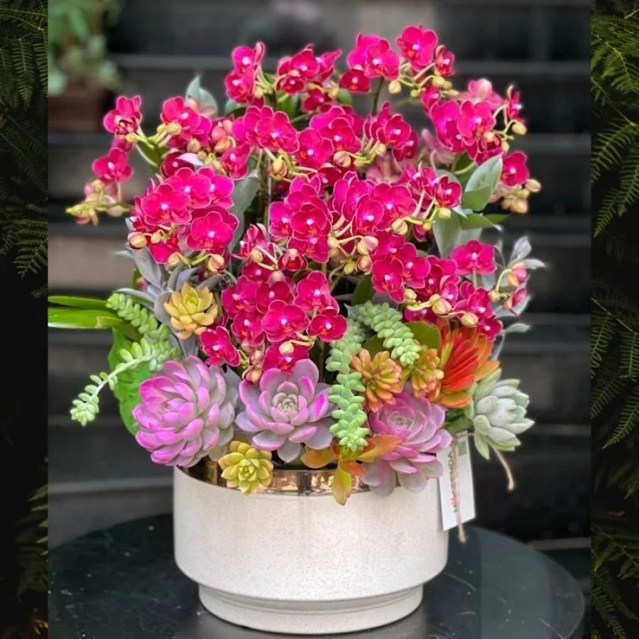 Chậu Hoa Lan Hồng Mini Mới Lạ Mix Hoa Sen Đá Tươi 1 Tháng