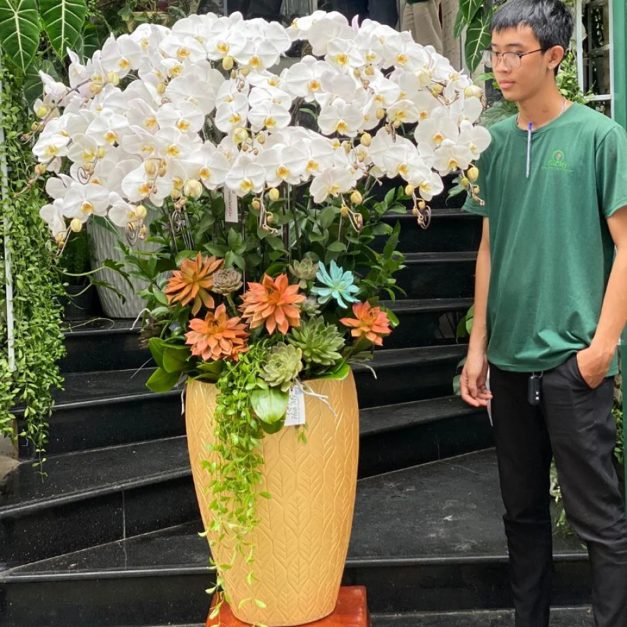 Bình Lan Hồ Điệp Mix Sen Đá Cam Hoành Tráng Sang Trọng