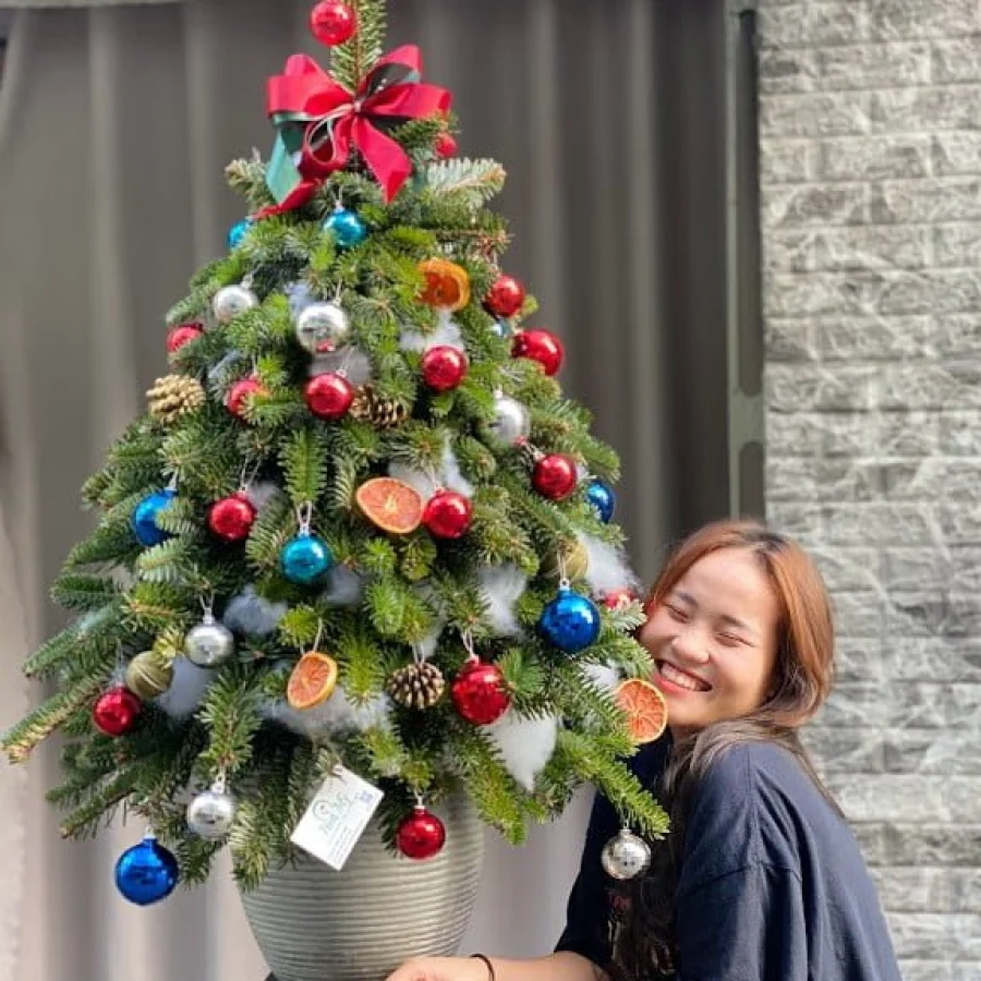 Cây Thông Noel Nhập Khẩu -Thông Tươi Đan Mạch