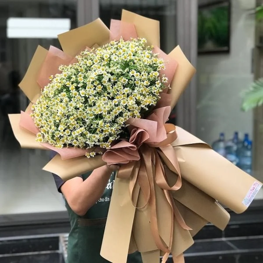 Hoa Cúc Tana Giá Bao Nhiêu? Địa Chỉ Bán Cúc Tana Hà Lan?