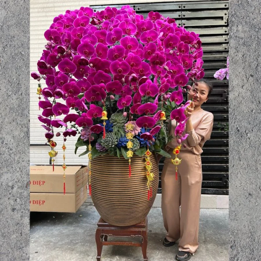 Chậu Lan Hồ Điệp Cao – Tiểu Hồ Điệp Hồng Mix Sen Đá Gỗ Lũa – Quà Tặng Đối Tác Đẳng Cấp