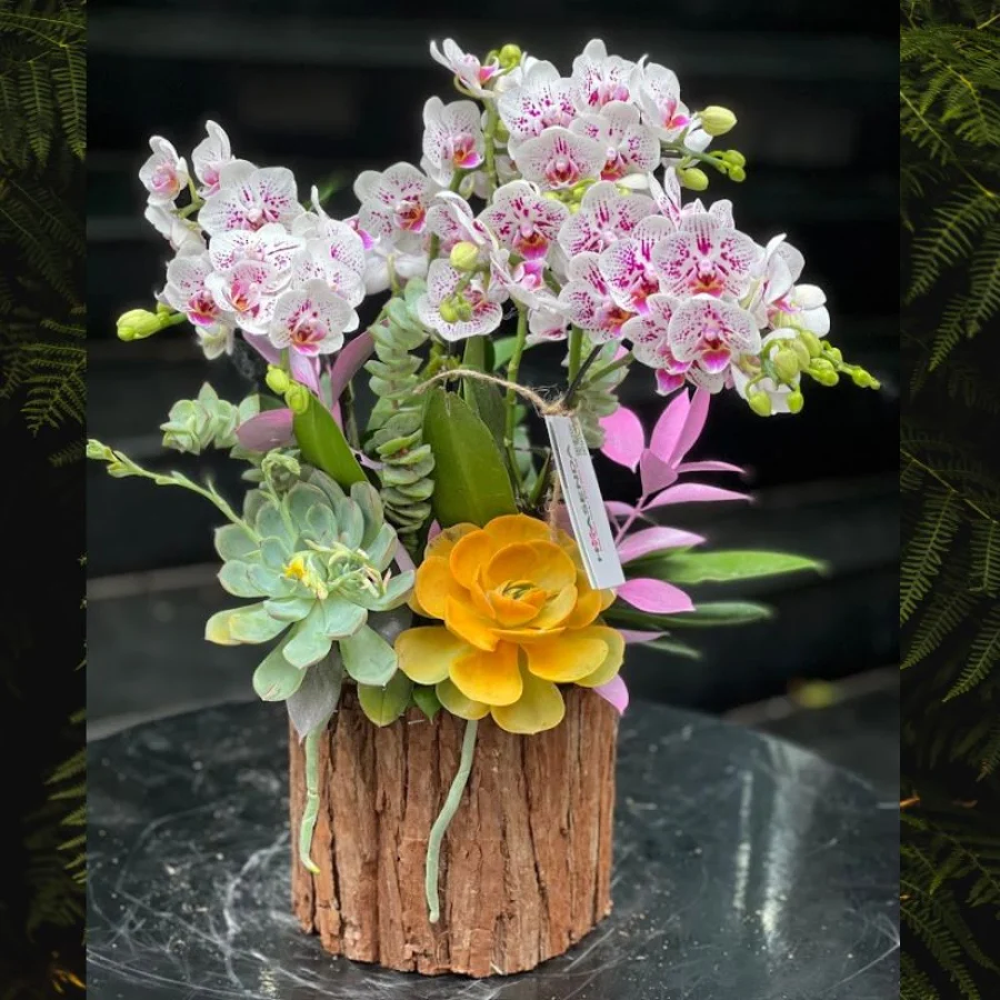 Hoa Mừng 8 Tháng 3: Hộp Gỗ Lan Hồ Điệp Mini Hồng – Quà Tặng Phụ Nữ Yêu Thích