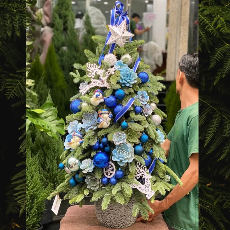 Cây Thông Noel Đẹp Ghép Từ Thông Đan Mạch Mix Sen Đá Màu Xanh Dương Ấn Tượng