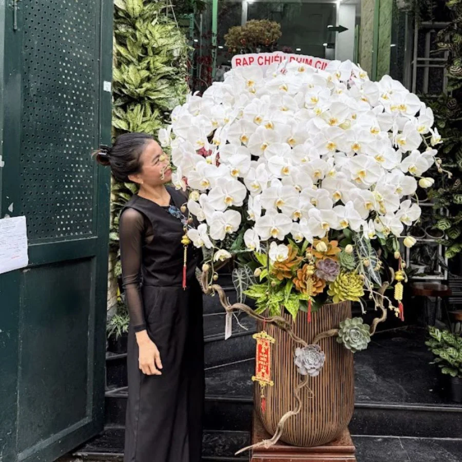 Lan Hồ Điệp Trắng Giá Bao Nhiêu? Địa Chỉ Mua Lan Hồ Điệp Uy Tín Tại TPHCM