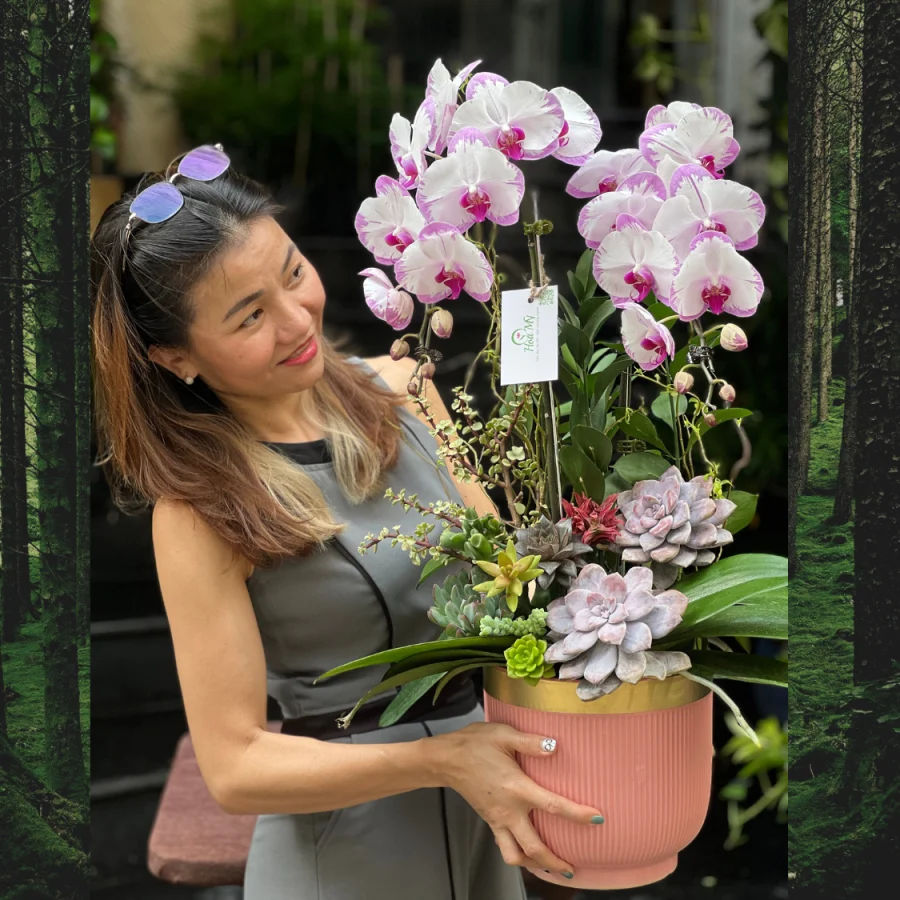 Chậu Lan Hồ Điệp 2 Cành Để Bàn Mix Sen Đá Hồng– Hoa Sinh Nhật Khách Hàng