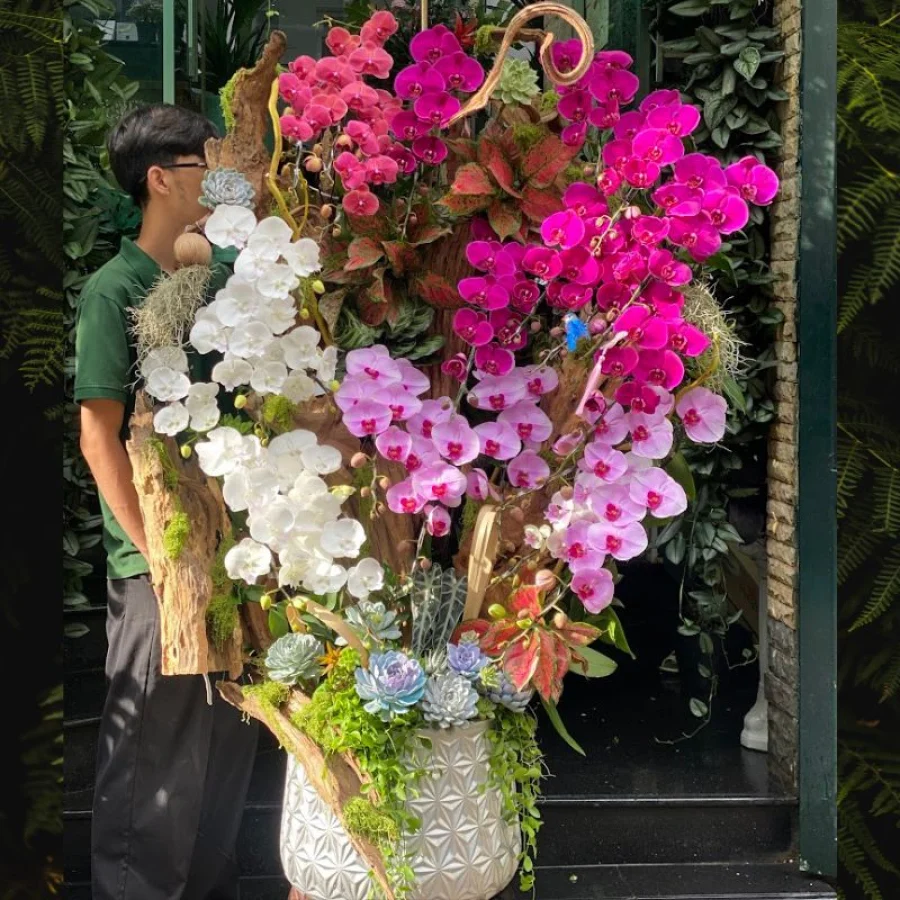 Lũa Gỗ Lan Hồ Điệp Mix Sen Đá Hoành Tráng- Hoa Chúc Mừng Sang Trọng