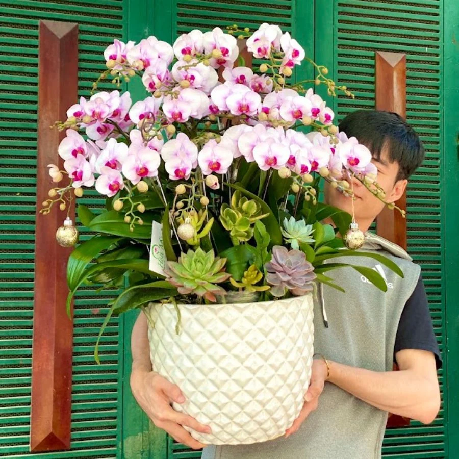 Hoa Hồ Điệp Trắng Sọc Hồng-Chậu Tiểu Hồ Điệp Mix Sen Đá