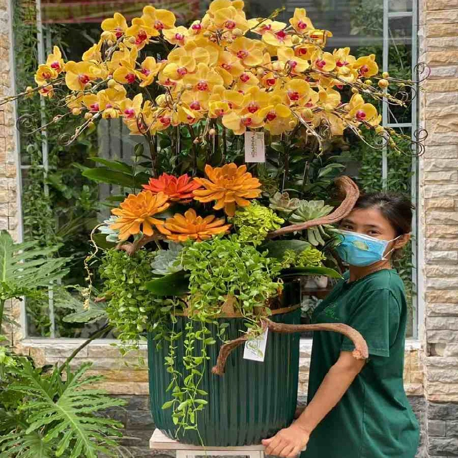 Chậu Lan Hồ Điệp Tết Sen Đá Đecor Cho Năm Mới Khởi Sắc