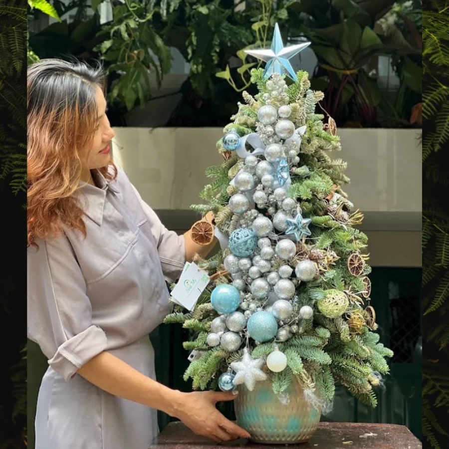 Cây Thông Thật Ghép Cành Từ Thông Đan Mạch Sang Trọng