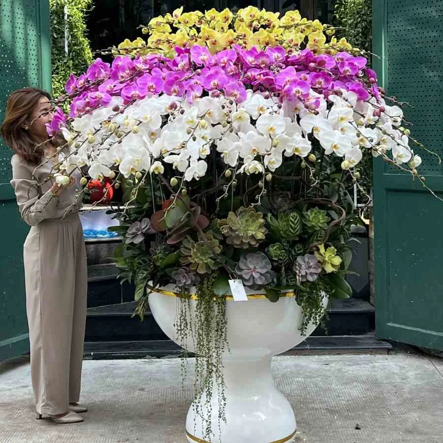 Chậu Lan Hồ Điệp 60 Cành Mix Hoa Sen Đá Siêu To Khổng Lồ