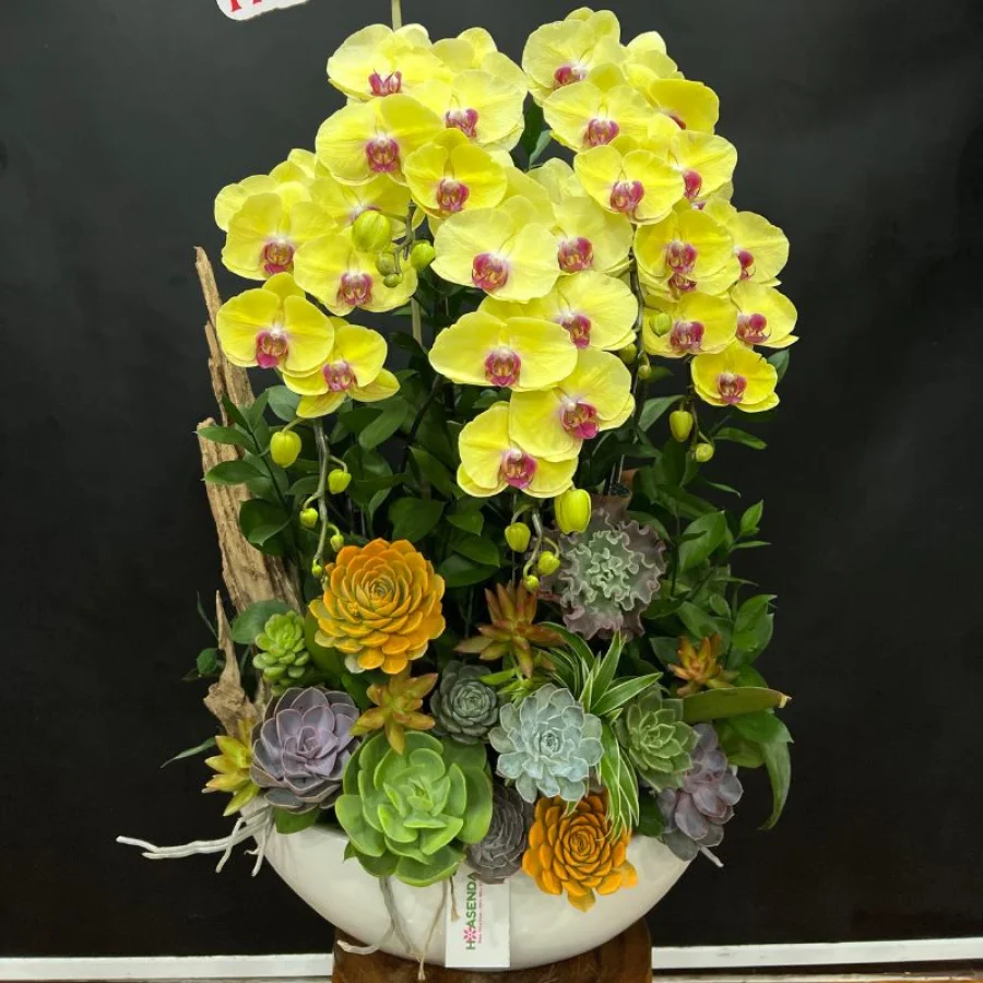 Giỏ Hoa 8 3 Tiểu Cảnh Hoa Lan Hồ Điệp Vàng Nhụy Hồng Mix Sen Đá  – Quà Tặng Ý Nghĩa